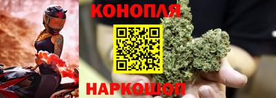 прущие грибы Новозыбков